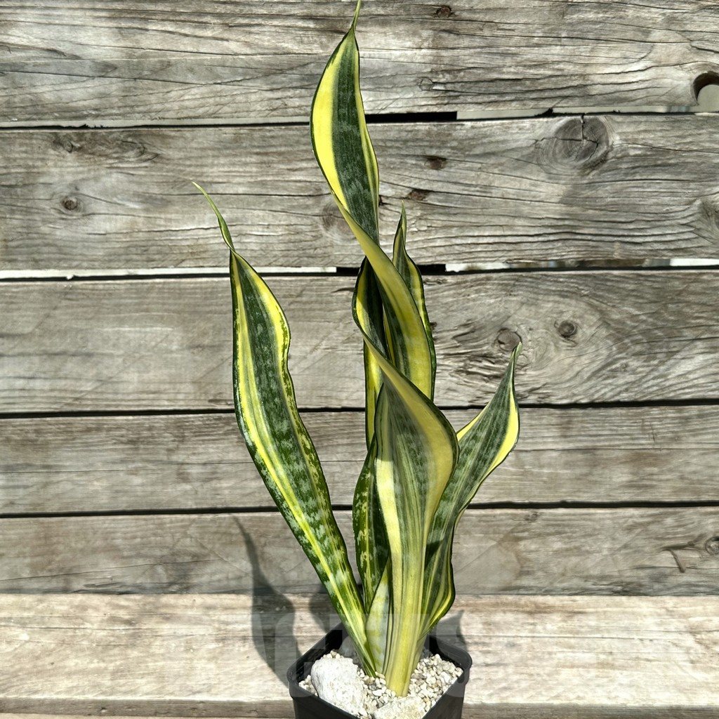 SHPR28994 Sansevieria ‘Gold Banner’ - Image 2