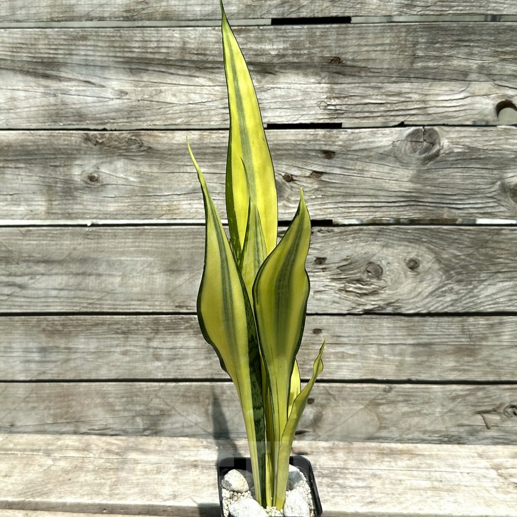 SHPR28995 Sansevieria ‘Golden Banner’ mutation - Image 3