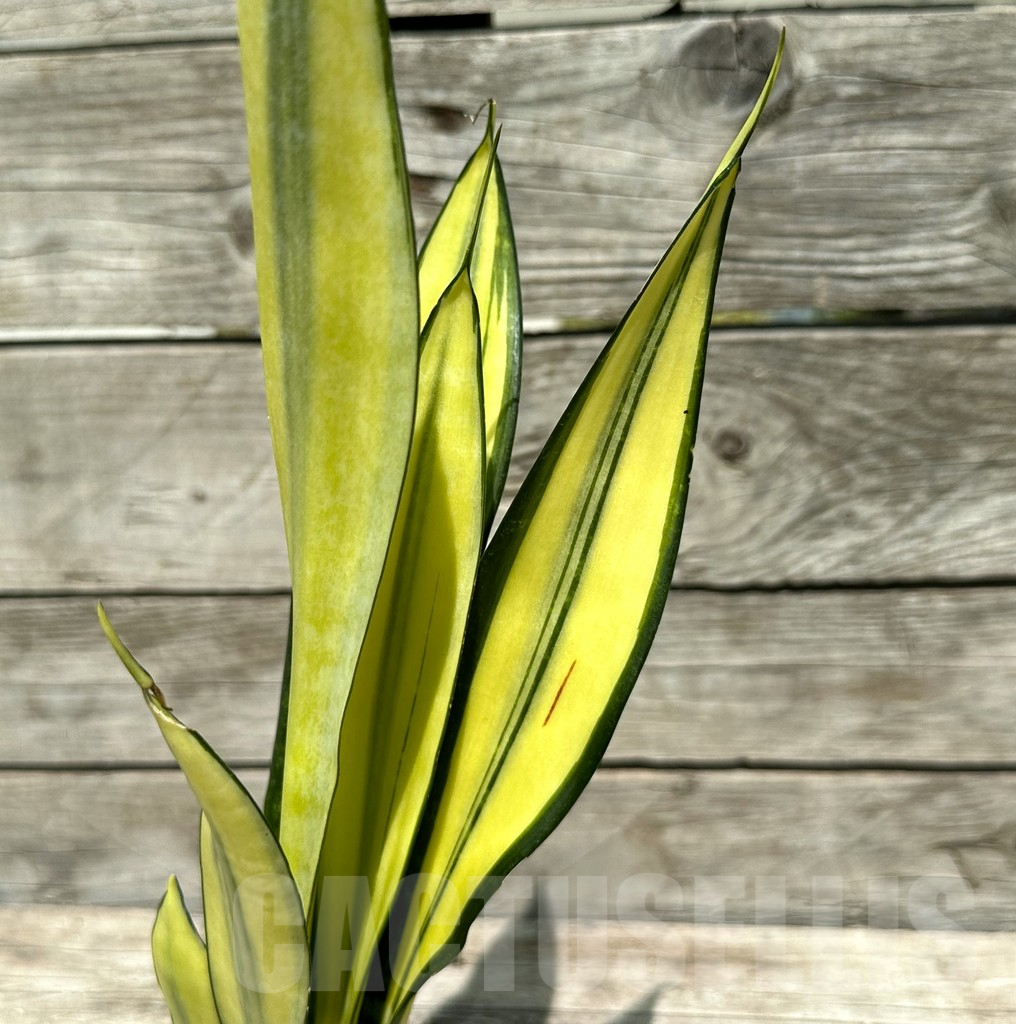 SHPR28995 Sansevieria ‘Golden Banner’ mutation - Image 2