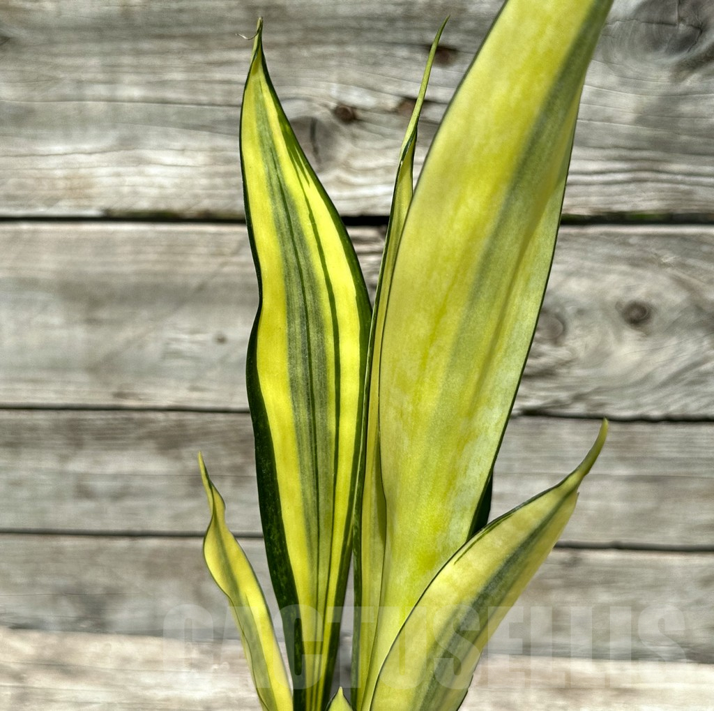 SHPR28995 Sansevieria ‘Golden Banner’ mutation