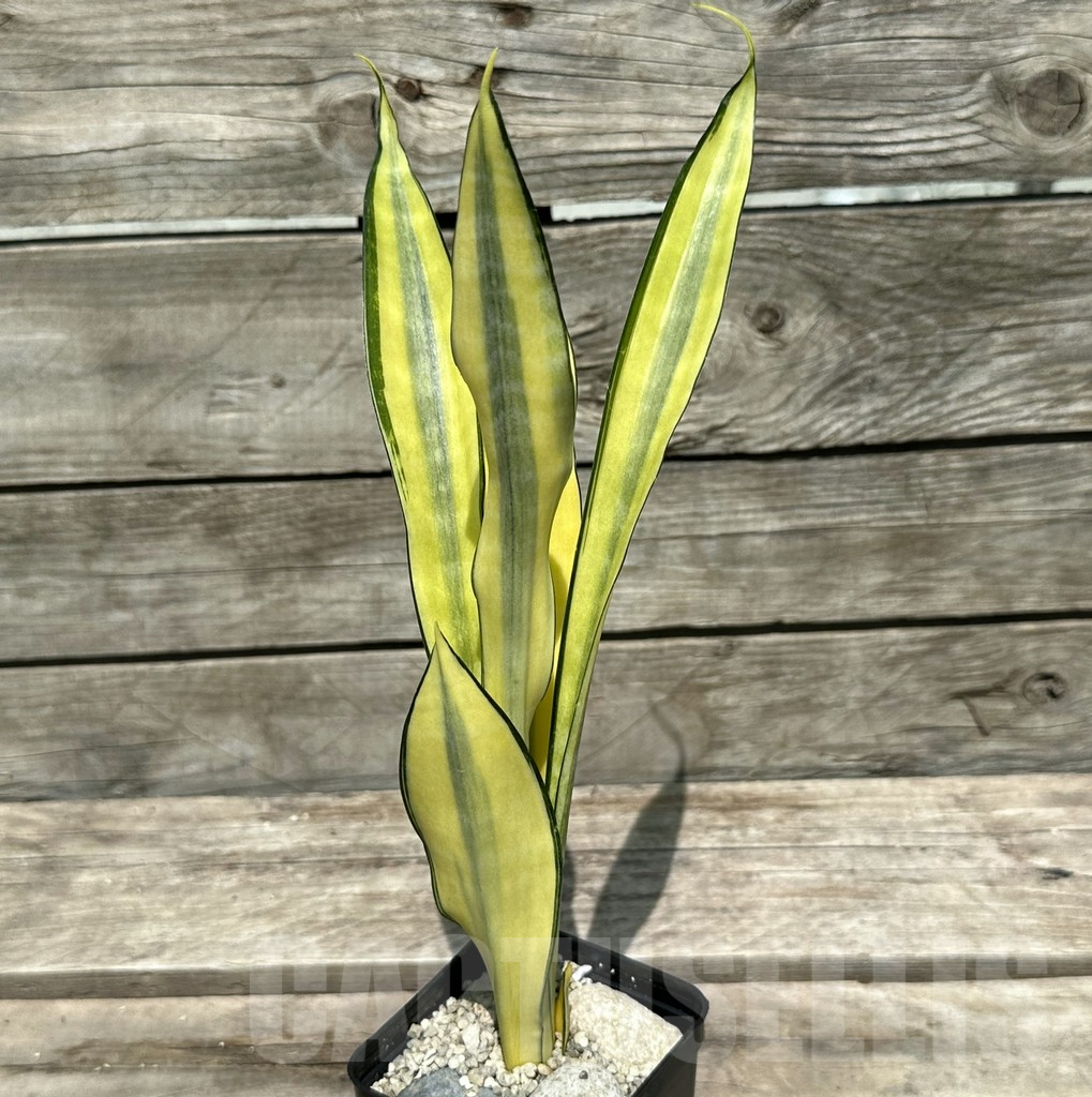 SHPR28996 Sansevieria ‘Golden Banner’ mutation - Image 2