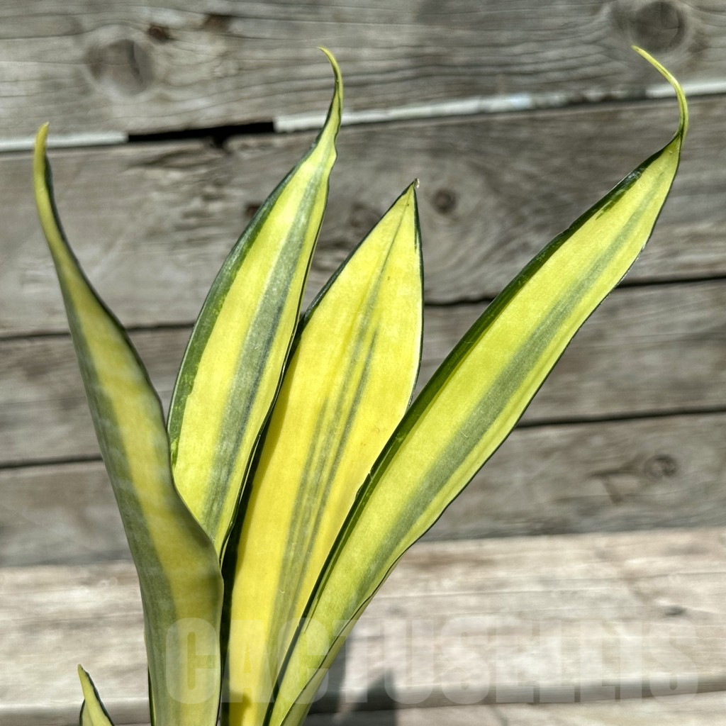 SHPR28996 Sansevieria ‘Golden Banner’ mutation