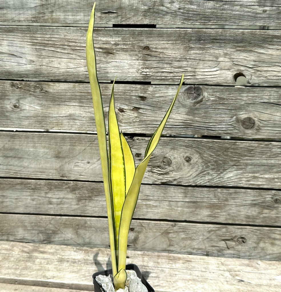 SHPR28997 Sansevieria ‘Golden Banner’ mutation - Image 2