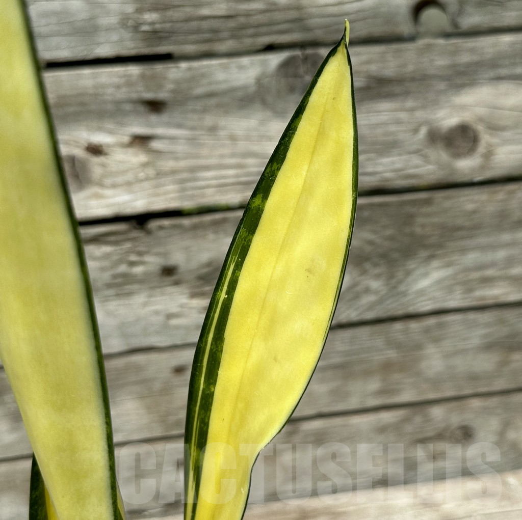 SHPR28997 Sansevieria ‘Golden Banner’ mutation