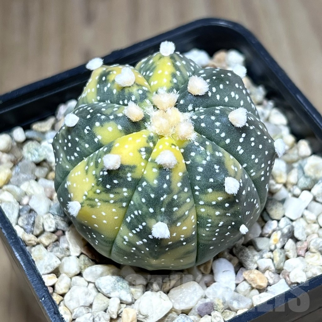 SHPR28270 Astrophytum asterias f. variegata