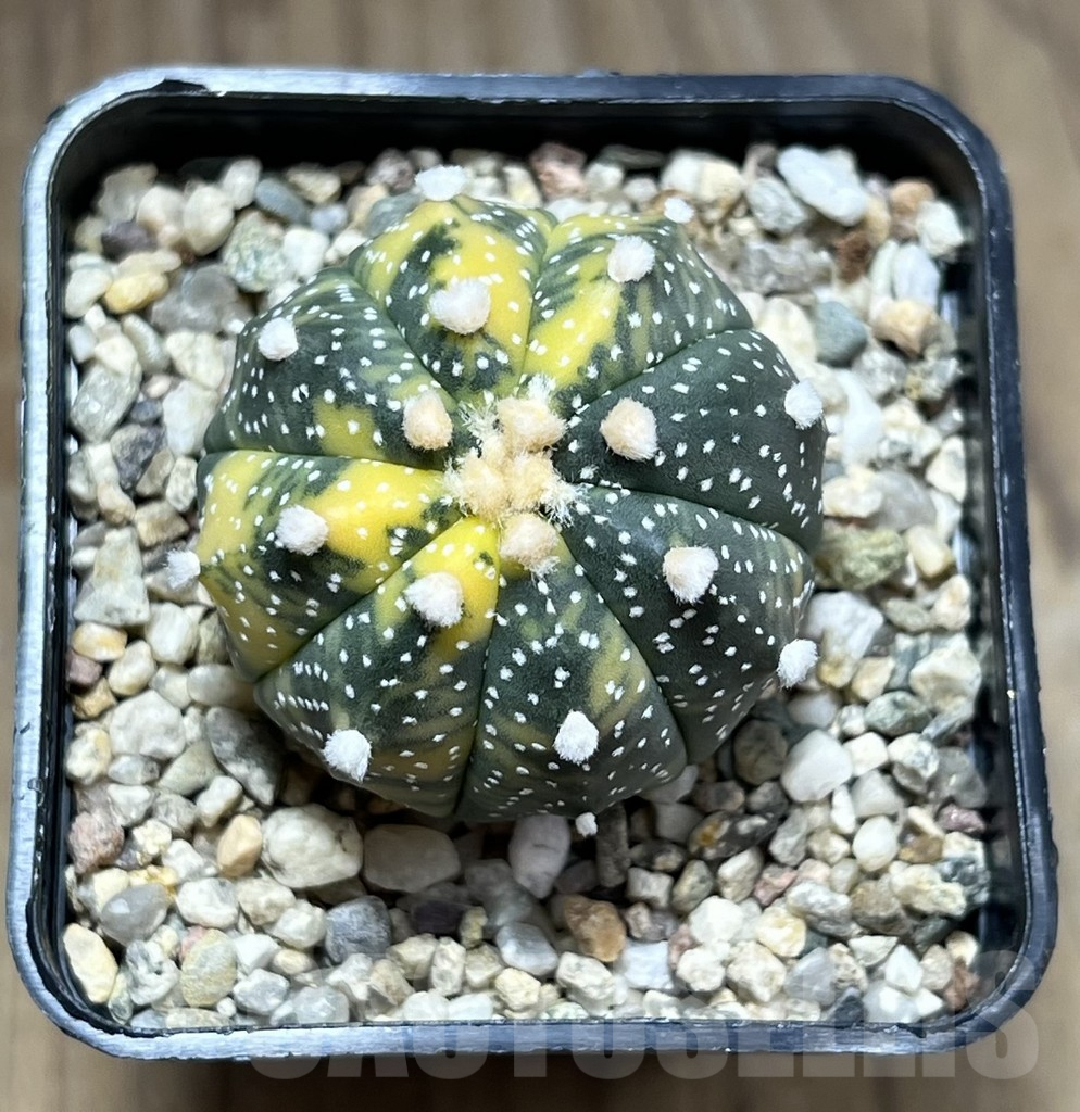 SHPR28270 Astrophytum asterias f. variegata - Image 2