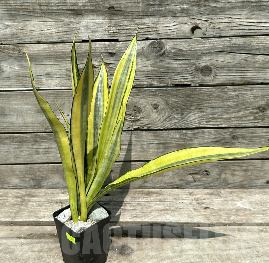 SHPR28998 Sansevieria ‘Golden Banner’ mutation - Image 2