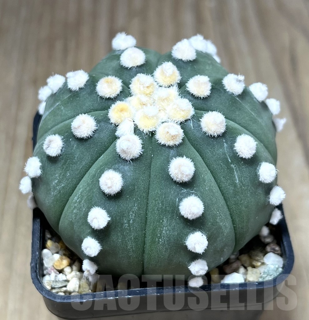 SHPR28271 Astrophytum asterias ‘Ooibo’