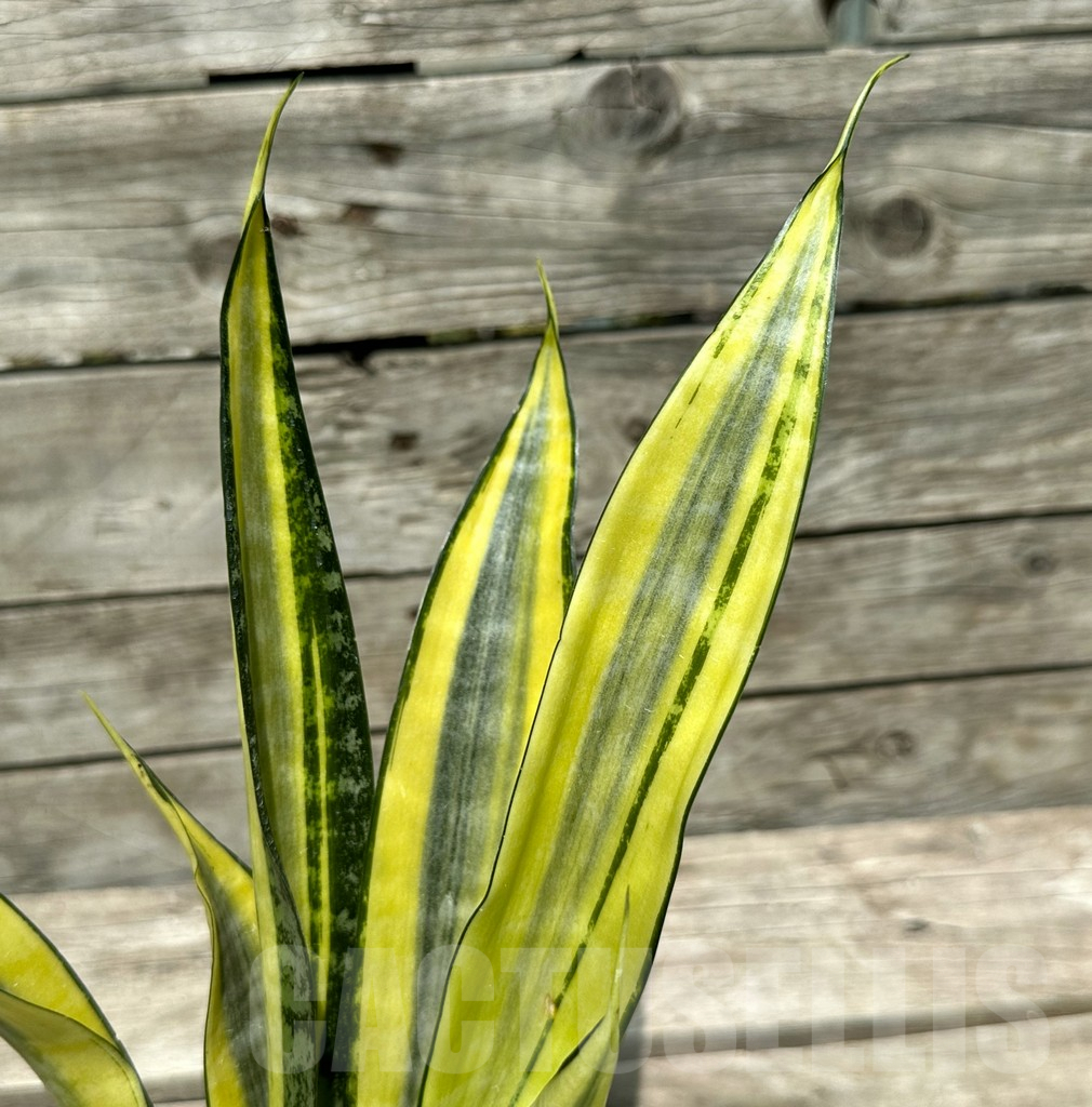 SHPR28998 Sansevieria ‘Golden Banner’ mutation