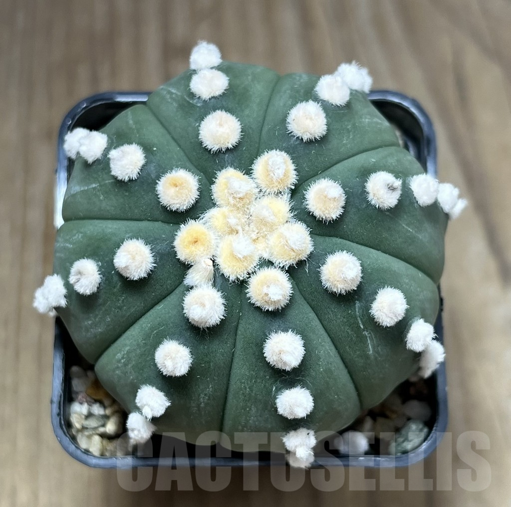 SHPR28271 Astrophytum asterias ‘Ooibo’ - Image 2