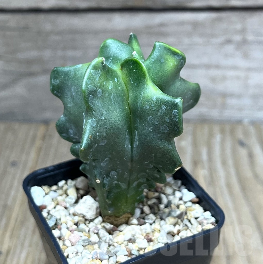 SHPR28272 Astrophytum myriostigma ‘Kikko’