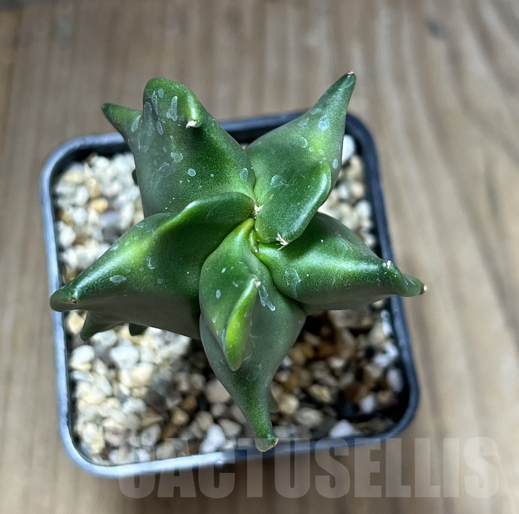 SHPR28272 Astrophytum myriostigma ‘Kikko’ - Image 2