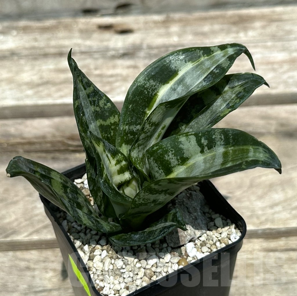 SHPR29000 Sansevieria 'Hahnii Sticker' – Bild 2