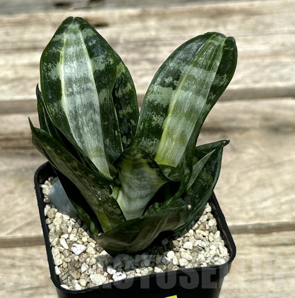 SHPR29000 Sansevieria 'Hahnii Sticker'