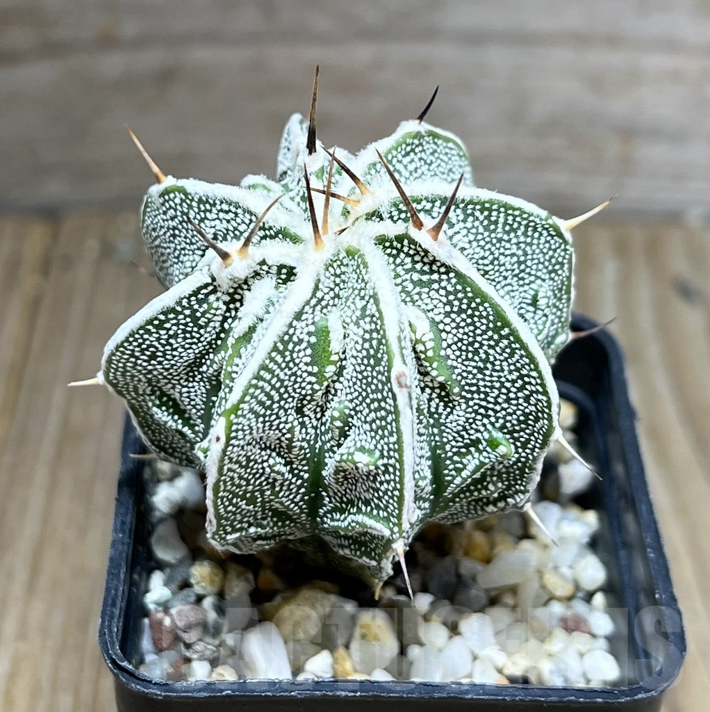 SHPR28273 Astrophytum ornatum ‘Fukuryu’