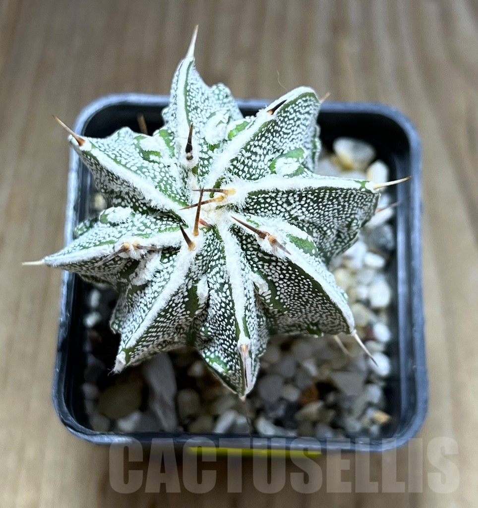 SHPR28273 Astrophytum ornatum ‘Fukuryu’ - Image 2