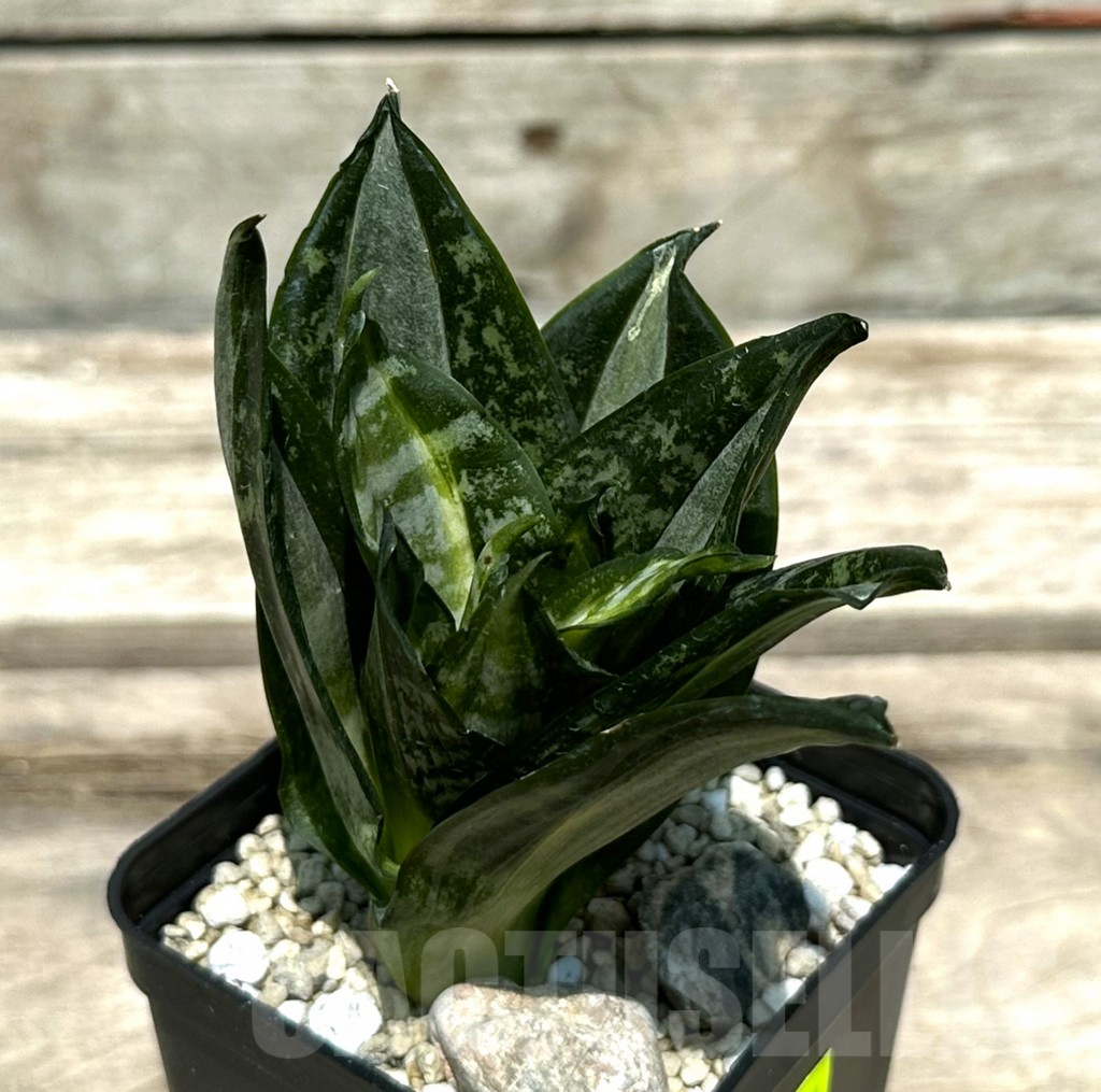 SHPR29001 Sansevieria 'Hahnii Sticker'
