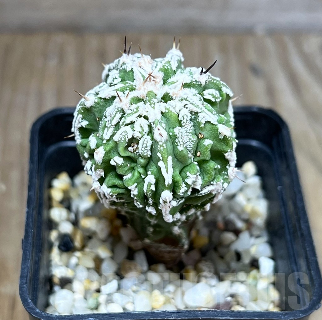 SHPR28274 Astrophytum ornatum ‘Fukuryu’