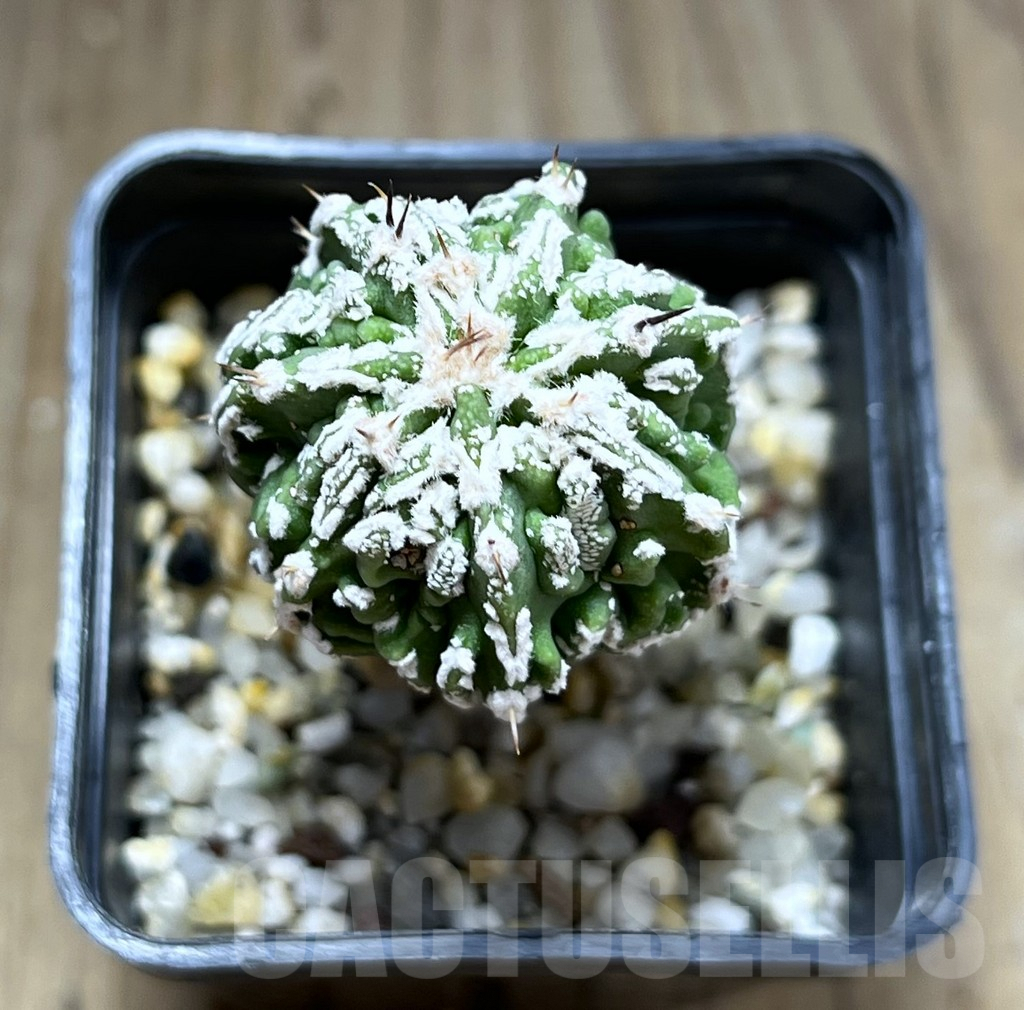 SHPR28274 Astrophytum ornatum ‘Fukuryu’ - Image 2