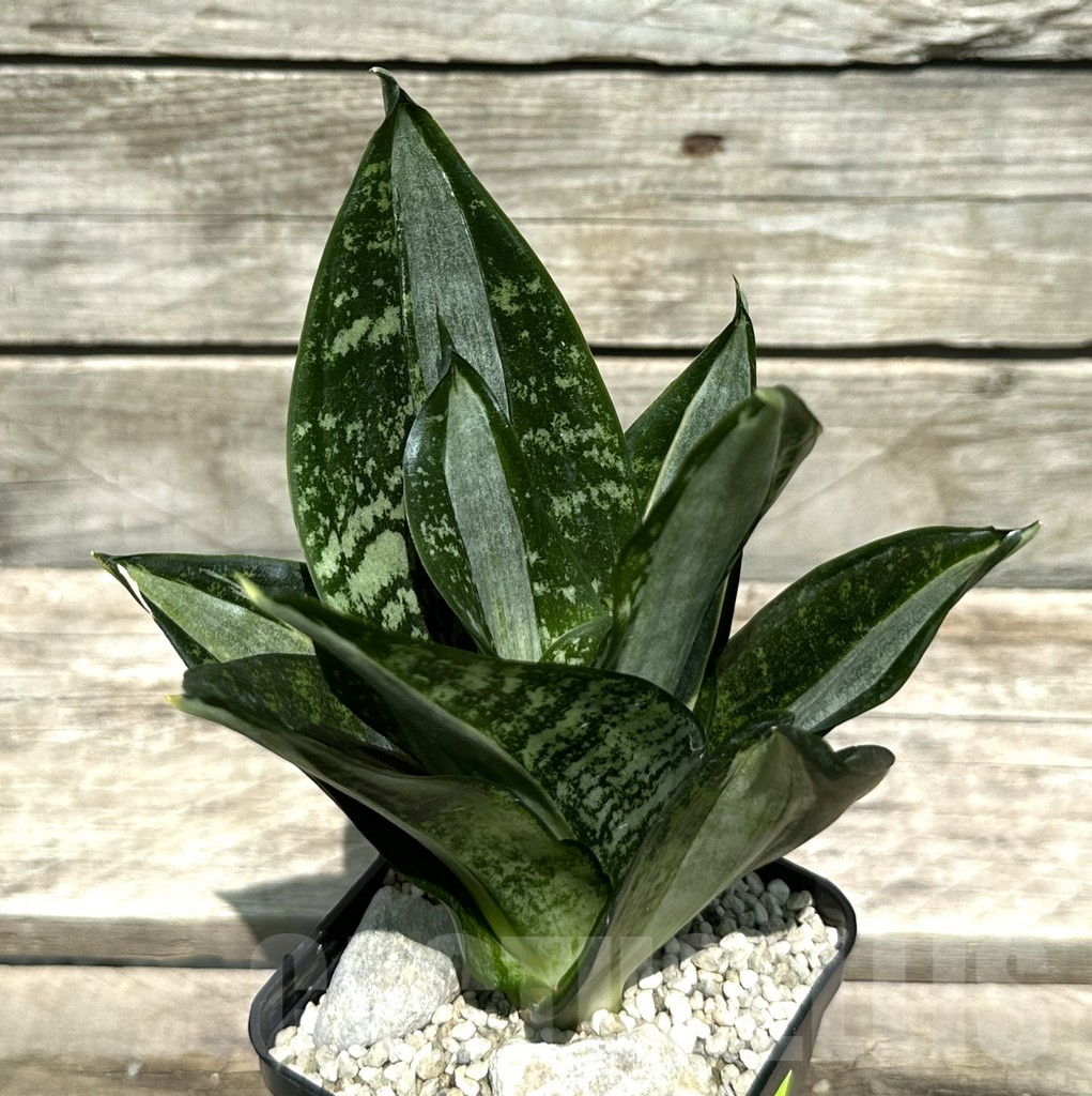 SHPR29002 Sansevieria 'Hahnii Sticker'