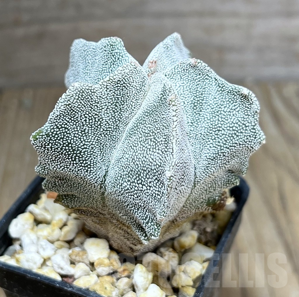 SHPR28275 Astrophytum myriostigma ‘Kikko’