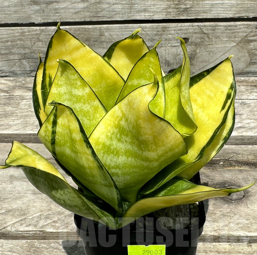 SHPR29003 Sansevieria 'Hahnii Philippine' – Bild 2