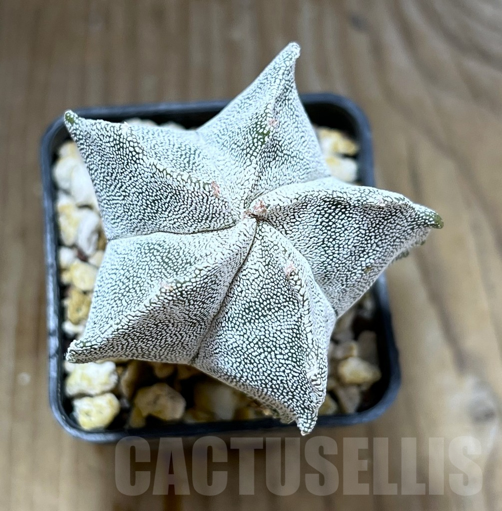 SHPR28275 Astrophytum myriostigma ‘Kikko’ - Image 2