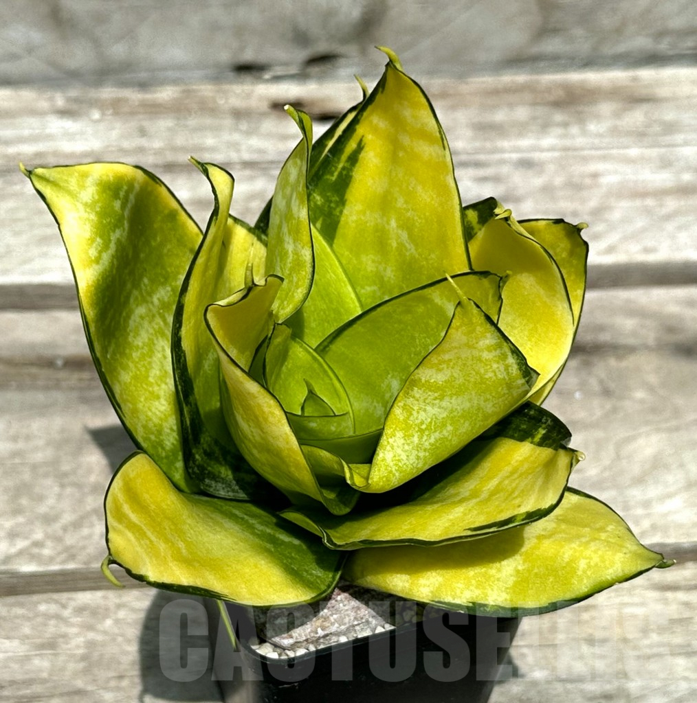 SHPR29003 Sansevieria 'Hahnii Philippine'