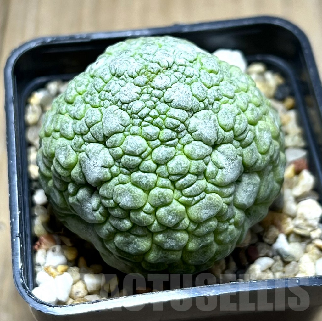 SHPR28374 Pseudolithos migiurtinus