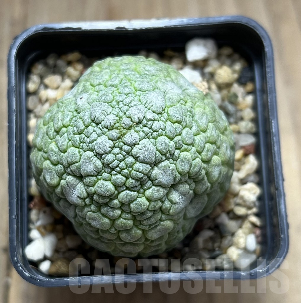 SHPR28374 Pseudolithos migiurtinus – Image 2