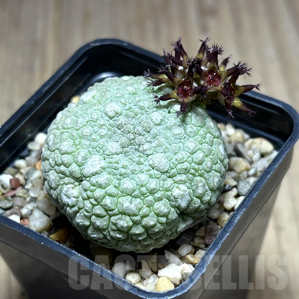 SHPR28375 Pseudolithos migiurtinus