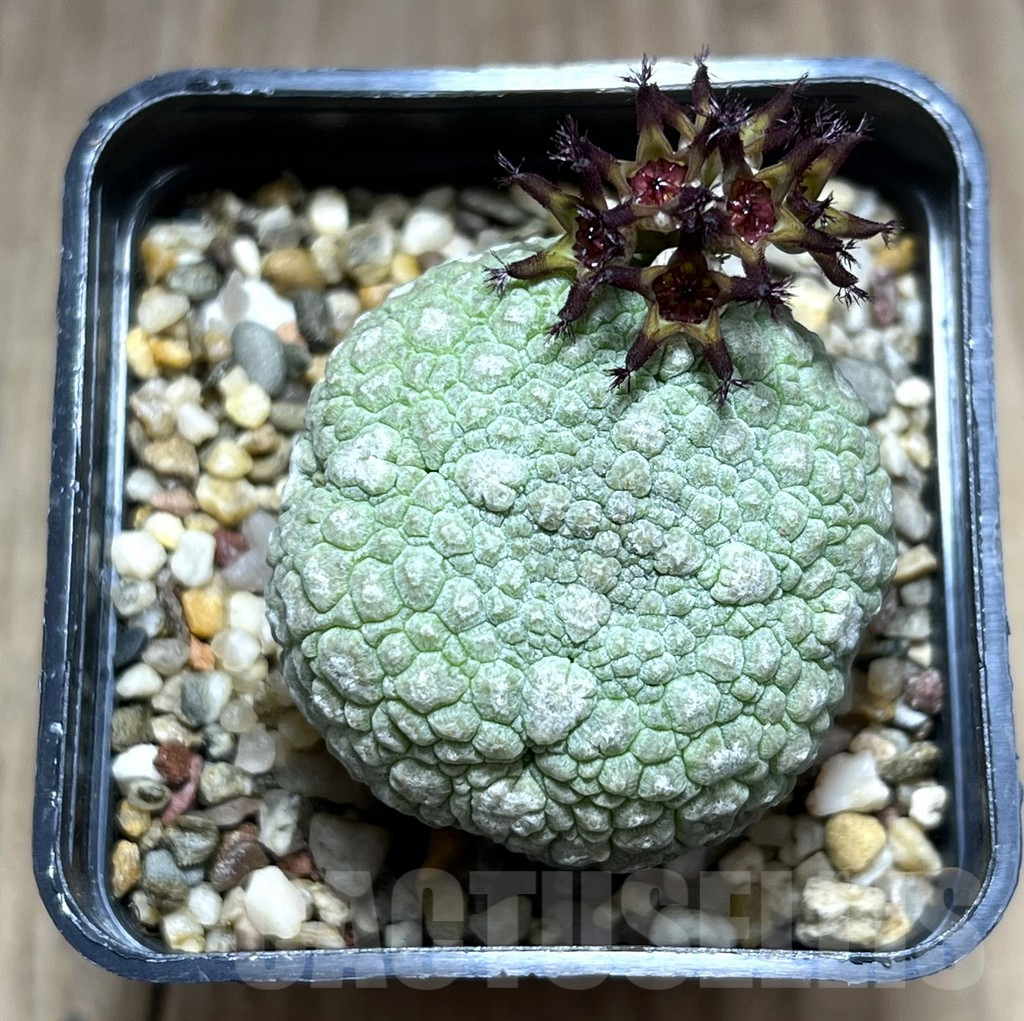 SHPR28375 Pseudolithos migiurtinus - Image 2