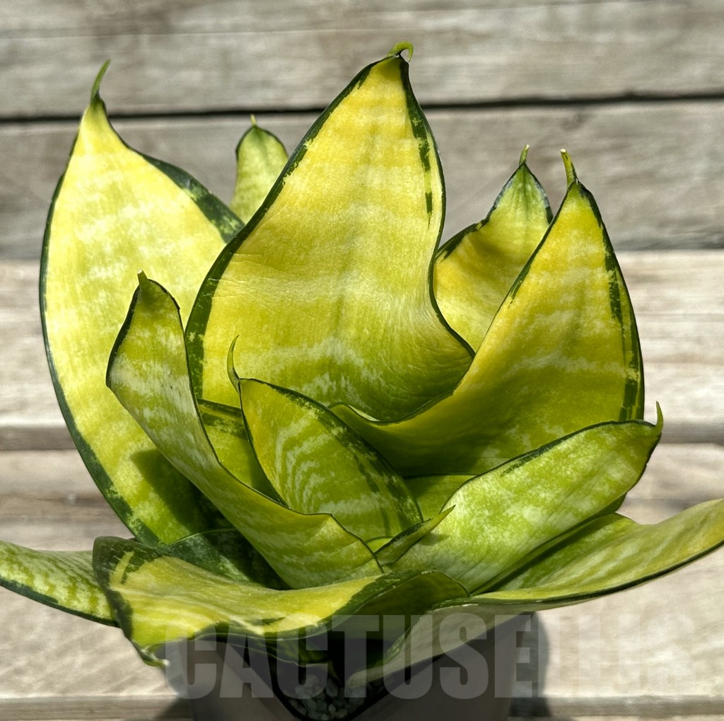 SHPR29005 Sansevieria 'Hahnii Philippine'