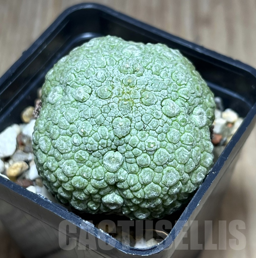 SHPR28376 Pseudolithos migiurtinus