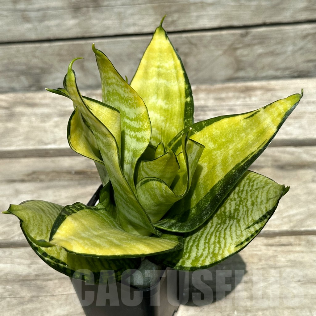 SHPR29005 Sansevieria 'Hahnii Philippine' – Image 2