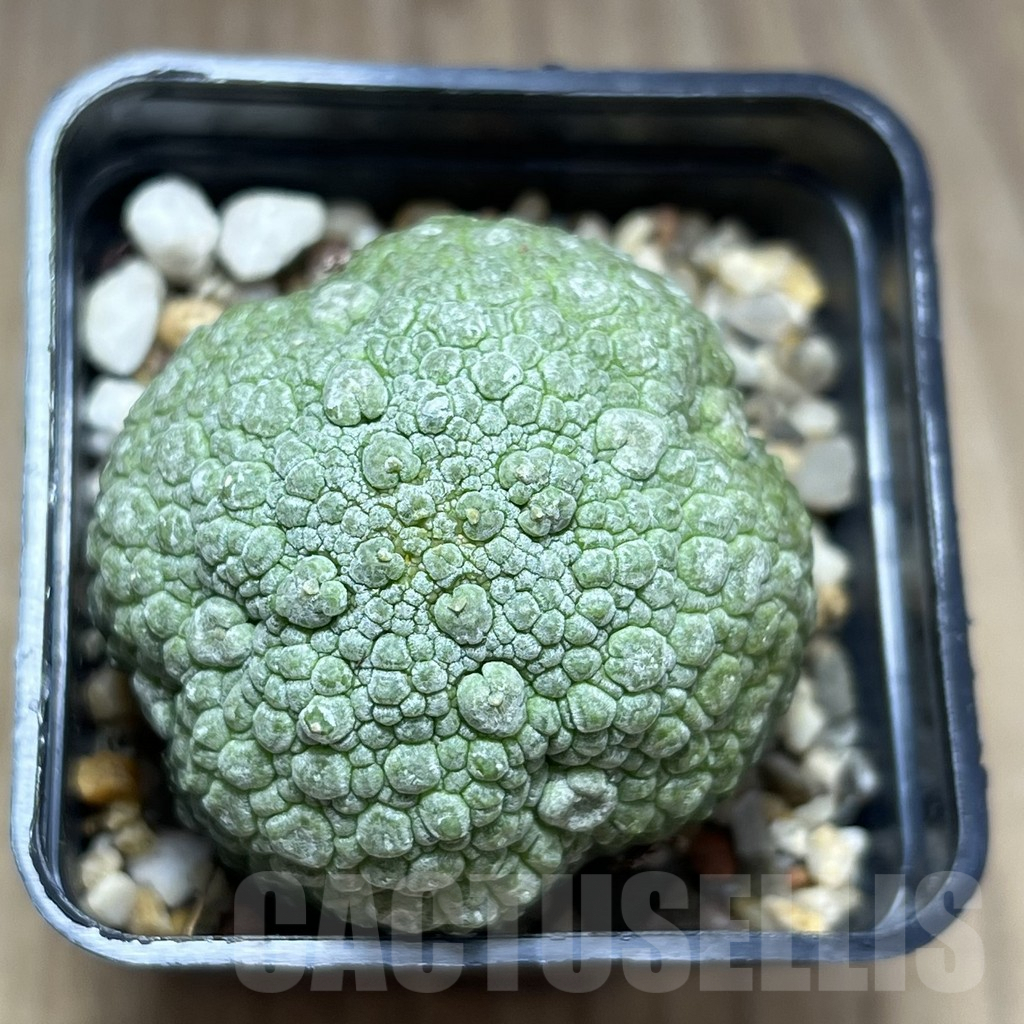 SHPR28376 Pseudolithos migiurtinus - Image 2