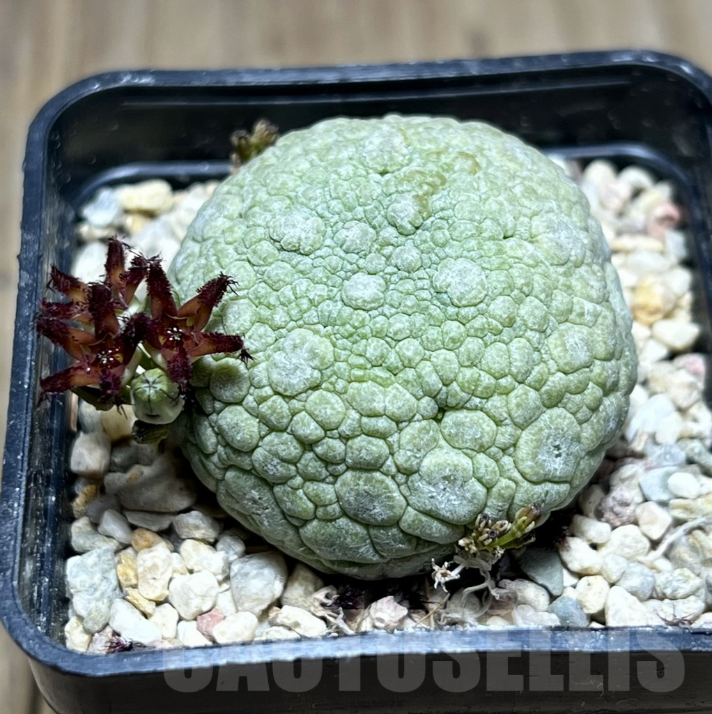 SHPR28377 Pseudolithos migiurtinus