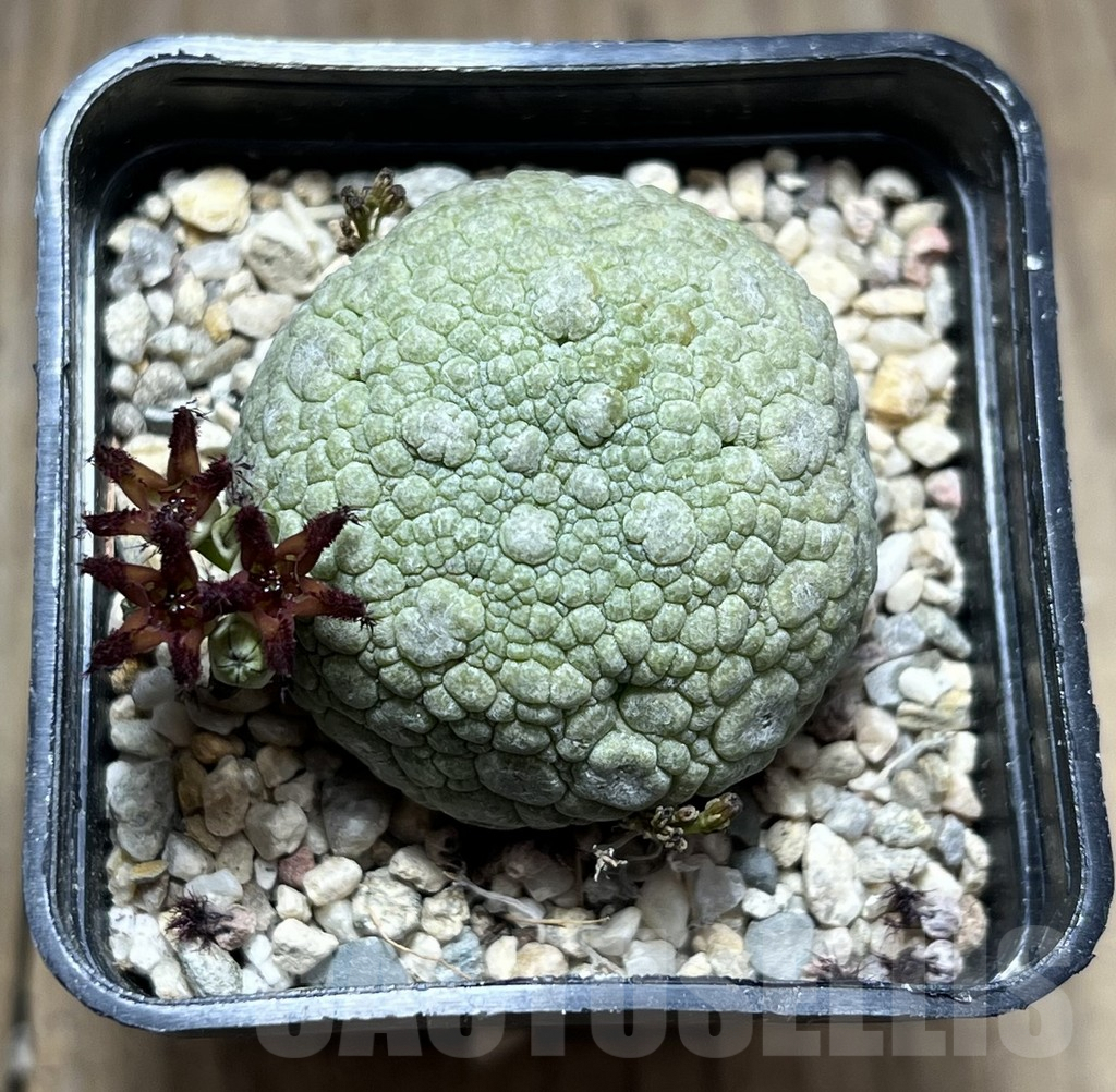SHPR28377 Pseudolithos migiurtinus - Image 2