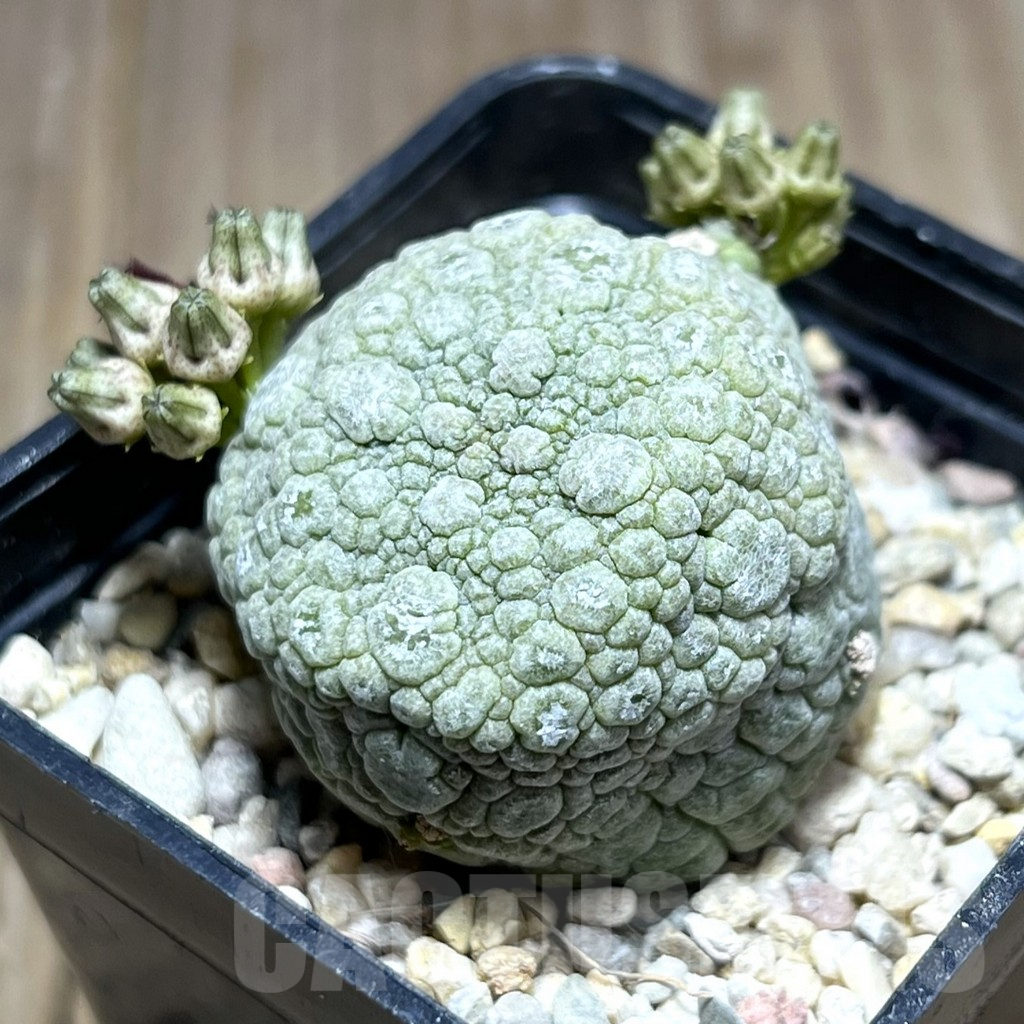 SHPR28378 Pseudolithos migiurtinus