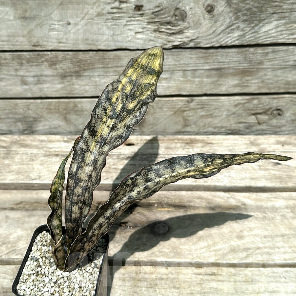 SHPR29007 Sansevieria 'Kirkii Brown' f. variegata – Image 3