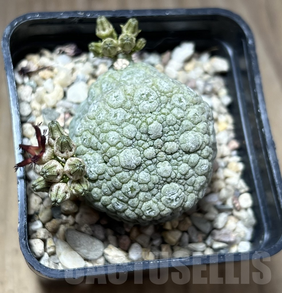 SHPR28378 Pseudolithos migiurtinus - Image 2