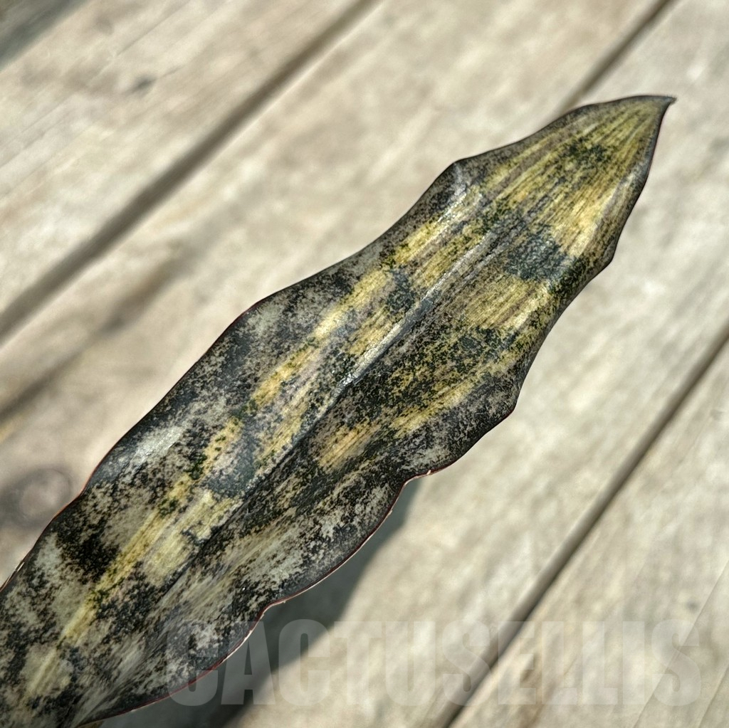 SHPR29007 Sansevieria 'Kirkii Brown' f. variegata