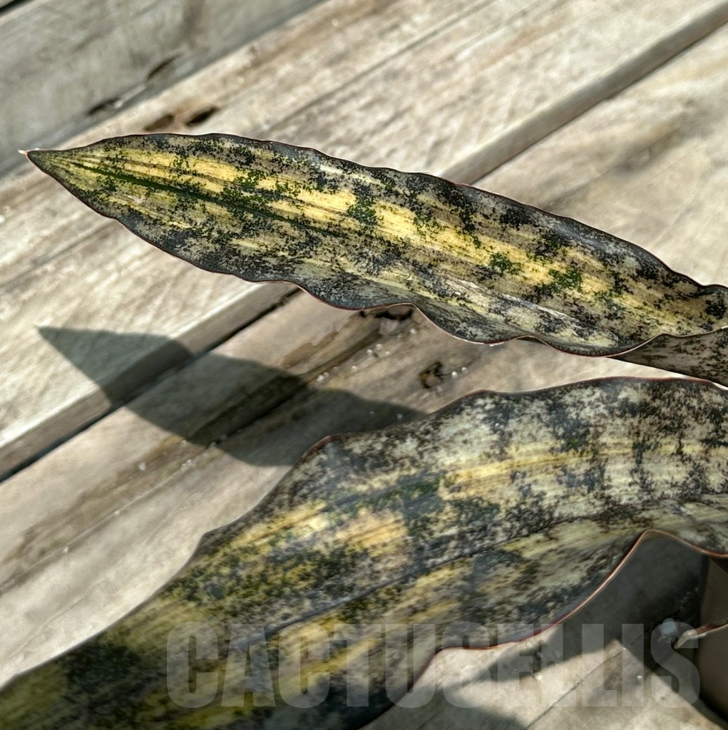 SHPR29007 Sansevieria 'Kirkii Brown' f. variegata – Image 2
