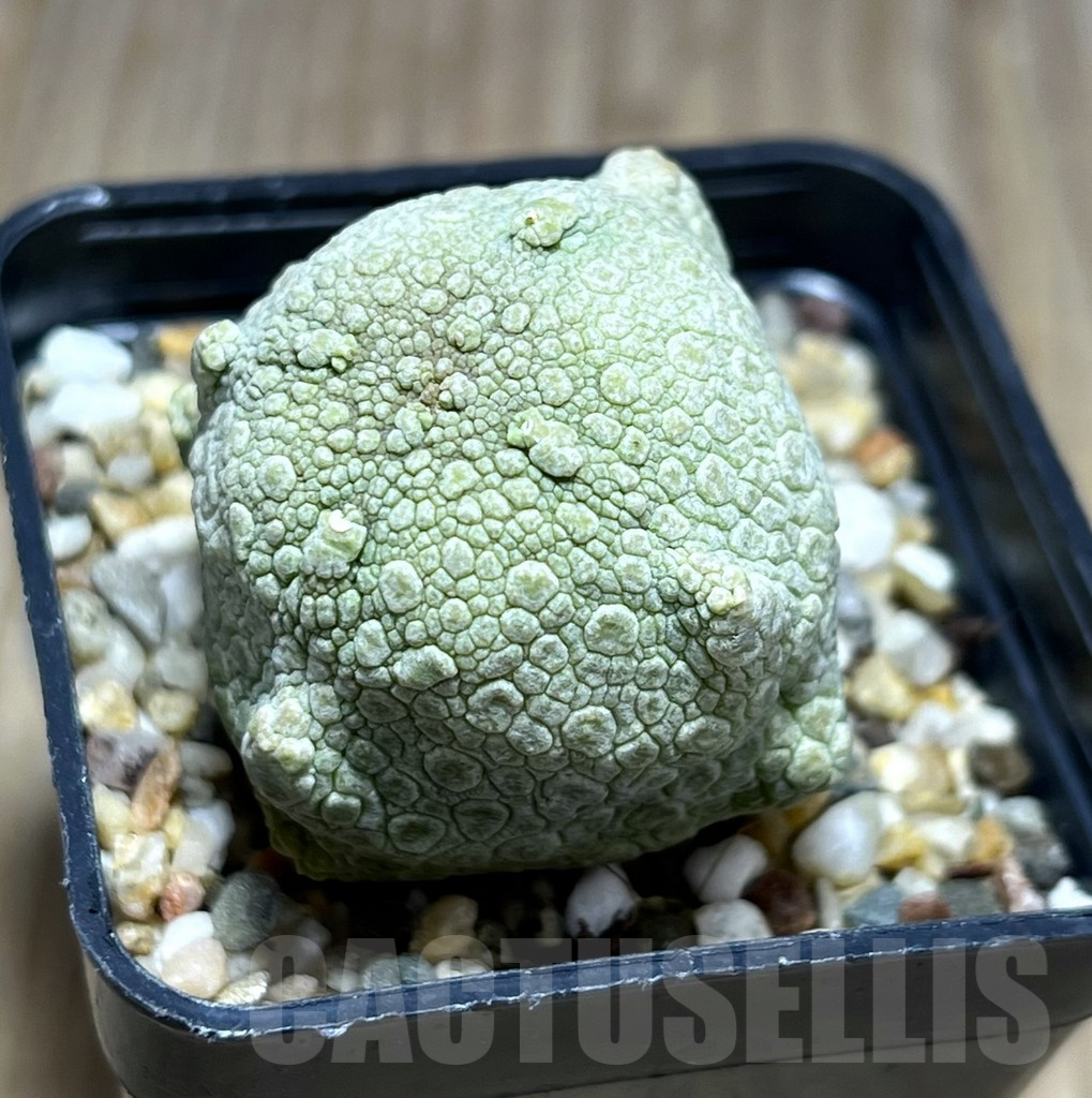 SHPR28379 Pseudolithos cubiformis