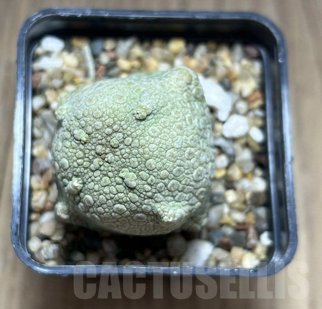 SHPR28379 Pseudolithos cubiformis - Obrázek 2