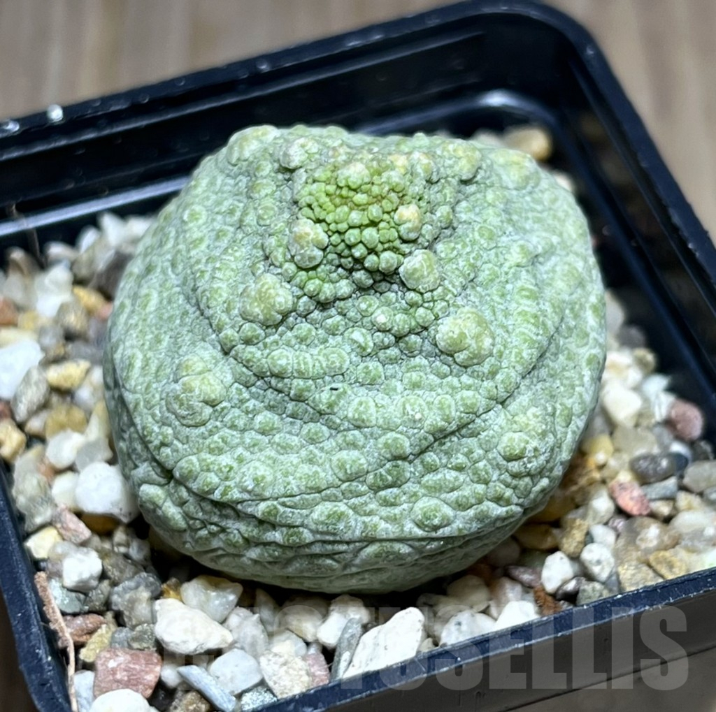 SHPR28380 Pseudolithos cubiformis