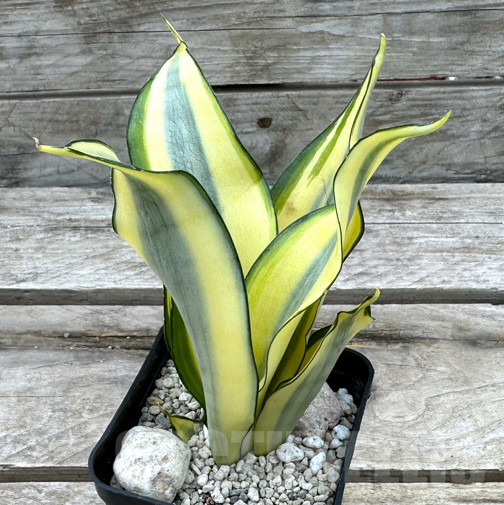 SHPR29008 Sansevieria 'Splash'