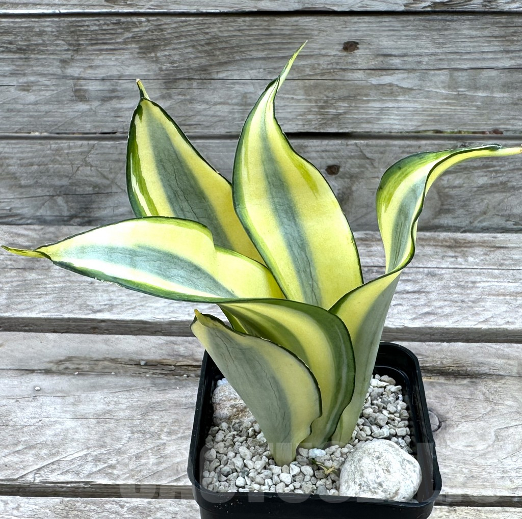SHPR29008 Sansevieria 'Splash' - 画像 (2)