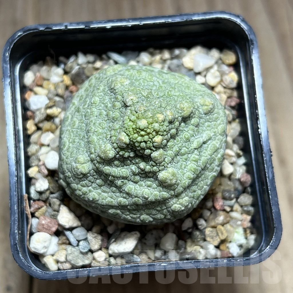 SHPR28380 Pseudolithos cubiformis - Obrázek 2