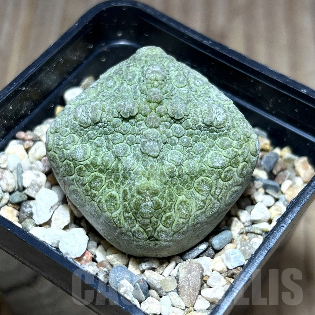 SHPR28382 Pseudolithos cubiformis